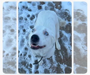 - Mix Dogs for adoption in Harrison, AR, USA