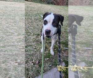 American Pit Bull Terrier-Unknown Mix Dogs for adoption in Salt Lake City, UT, USA