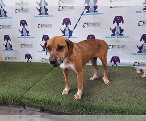 Black Mouth Cur-Rhodesian Ridgeback Mix Dogs for adoption in Orlando, FL, USA