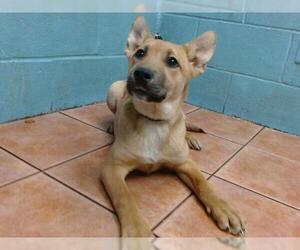 German Shepherd Dog-Unknown Mix Dogs for adoption in Downey, CA, USA
