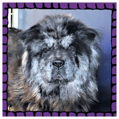 Chow Chow Dogs for adoption in San Jacinto, CA, USA