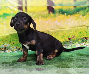 American Pit Bull Terrier-Dachshund Mix Dogs for adoption in Wetumpka, AL, USA
