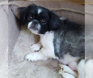 Pekingese Dogs for adoption in Oakdale, TN, USA