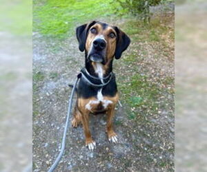 Coonhound Dogs for adoption in Salinas, CA, USA