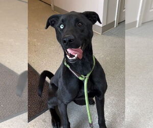 Huskies -Labrador Retriever Mix Dogs for adoption in La Porte, IN, USA