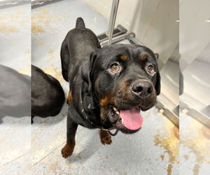 Rottweiler Dogs for adoption in Pierceton , IN, USA