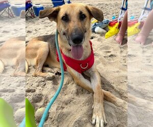 German Shepherd Dog Dogs for adoption in La Grange , NC, USA