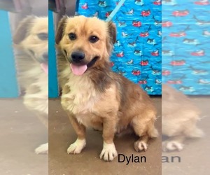 Pembroke Welsh Corgi-Unknown Mix Dogs for adoption in Virginia Beach, VA, USA