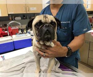 Pug Dogs for adoption in Riverside, CA, USA