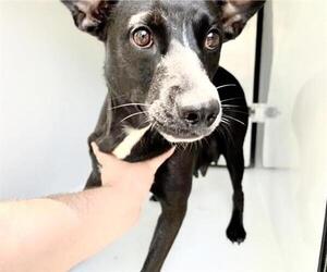 American Pit Bull Terrier-Unknown Mix Dogs for adoption in Houston, TX, USA
