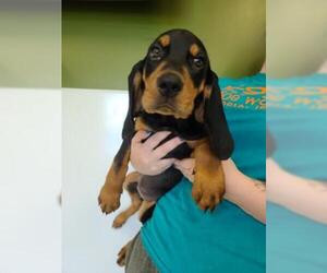 Coonhound Dogs for adoption in Oskaloosa, IA, USA