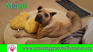 Chinese Shar-Pei Dogs for adoption in Pensacola, FL, USA
