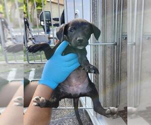 Labrador Retriever-Unknown Mix Dogs for adoption in San Antonio, TX, USA