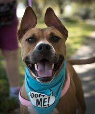 Bullboxer Pit Dogs for adoption in HOUSTON, TX, USA