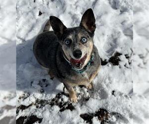 Mutt Dogs for adoption in Denver, CO, USA