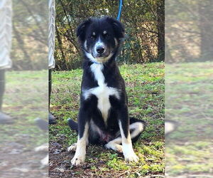 Australian Shepherd-Unknown Mix Dogs for adoption in Wetumpka, AL, USA