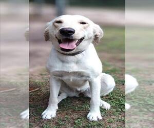 Labrador Retriever-Unknown Mix Dogs for adoption in Conroe, TX, USA