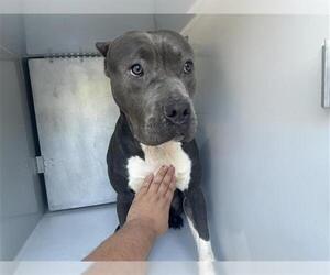 American Pit Bull Terrier-Unknown Mix Dogs for adoption in Houston, TX, USA