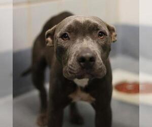 American Staffordshire Terrier Dogs for adoption in San Antonio, TX, USA