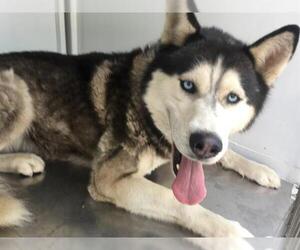 Siberian Husky Dogs for adoption in Martinez, CA, USA