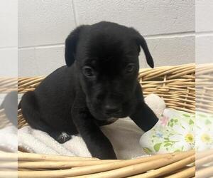 Australian Kelpie-Unknown Mix Dogs for adoption in Rosenberg, TX, USA