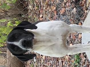 Beagle-Pointer Mix Dogs for adoption in Rock Hill, SC, USA