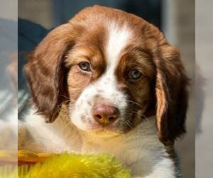 Cocker Spaniel-Unknown Mix Dogs for adoption in Gwinn, MI, USA