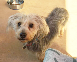 Basschshund Dogs for adoption in  Ramona, CA, USA