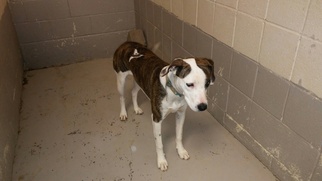 Labrador Retriever-Unknown Mix Dogs for adoption in Roanoke, TX, USA