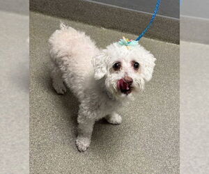 Poodle (Miniature)-Unknown Mix Dogs for adoption in Las Vegas, NV, USA