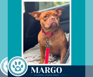 Bulldog-Unknown Mix Dogs for adoption in Kimberton, PA, USA