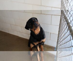 Rottweiler Dogs for adoption in Charlotte, NC, USA