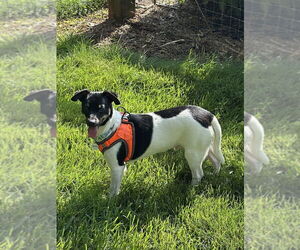 Chiweenie Dogs for adoption in Candler, NC, USA
