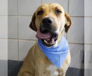Labrador Retriever-Unknown Mix Dogs for adoption in San Antonio, TX, USA