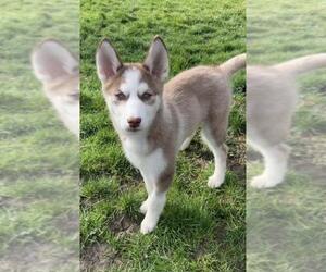 Siberian Husky Dogs for adoption in North Olmsted, OH, USA