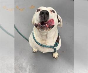 American Pit Bull Terrier-Basset Hound Mix Dogs for adoption in Peoria, IL, USA