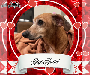 Dachshund Dogs for adoption in San Antonio, TX, USA