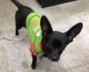 Chihuahua Dogs for adoption in Washougal, WA, USA