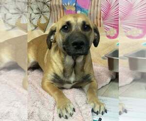 Black Mouth Cur-Unknown Mix Dogs for adoption in Lakewood, CO, USA
