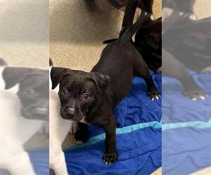 Labrador Retriever Dogs for adoption in San Antonio, TX, USA