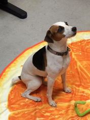 Jack Russell Terrier Dogs for adoption in Euless, TX, USA