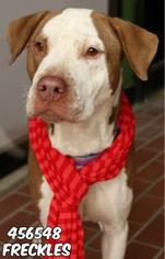 Pointer-Unknown Mix Dogs for adoption in Spokane, WA, USA