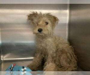 Maltese-Unknown Mix Dogs for adoption in Waco, TX, USA