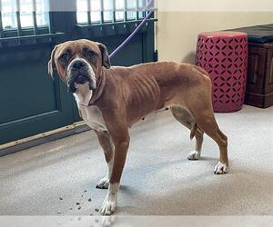 Boxer Dogs for adoption in Pasadena, CA, USA