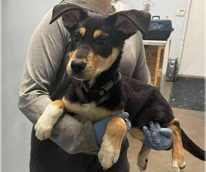 German Pinscher-Unknown Mix Dogs for adoption in Aurora, IN, USA