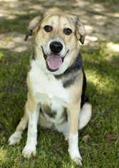 German Shepherd Dog-Great Pyrenees Mix Dogs for adoption in Santa Fe, TX, USA