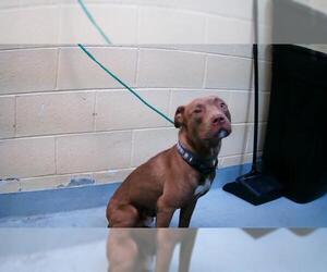 American Pit Bull Terrier Dogs for adoption in Tulsa, OK, USA