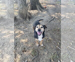 Basset Hound-Unknown Mix Dogs for adoption in Pryor, OK, USA