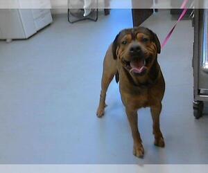 American Bulldog-Unknown Mix Dogs for adoption in Fayetteville, NC, USA