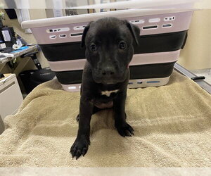 Staffordshire Bull Terrier Dogs for adoption in Modesto, CA, USA